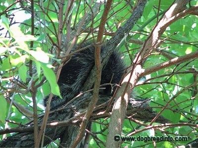 Close Up - The back of a Porcupine that is sitting in a tree surrounded by branches