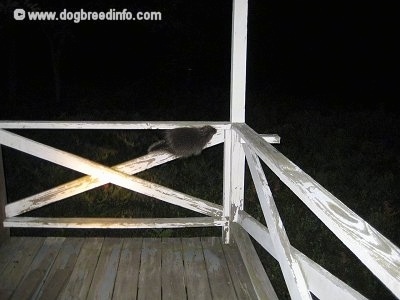 The right side of a Porcupine climing up the side of a porch railing