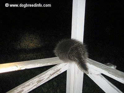 The back of a Porcupine that is sitting on a porch railing and leaning against a beam