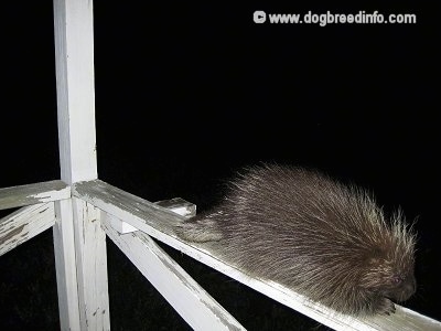 The front right side of a Porcupine that is laying on the railing of a porch