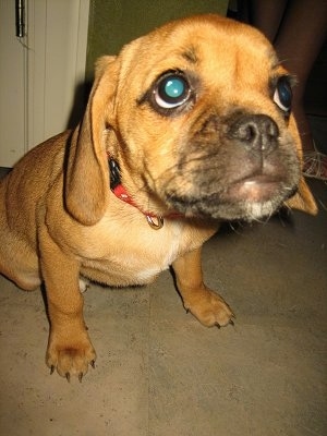 Summer, the Puggle puppy at 3 months old.