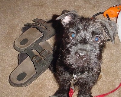 Close up view from the front looking down at the dog - A wiry-looking black Pugottie puppy sitting on a tan carpet next to a pair of brown sandels and an orange dog toy. The dog is looking up.