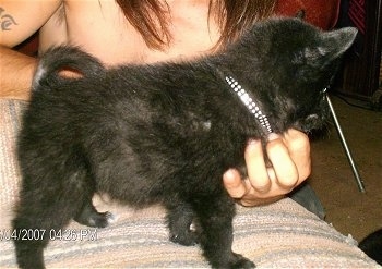 Close up - The right side of a black with white Schip-A-Pom puppy that is standing on a couch. There is a person rubbing the underside of the dog.