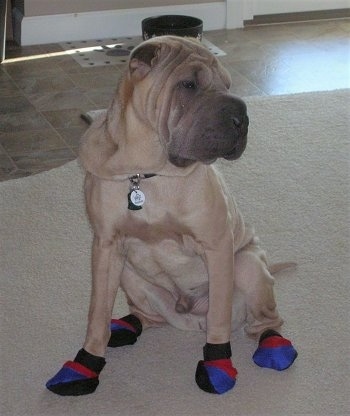 Side view - A tan Shar-Pei is wearing blue, red and black socks sitting on a tan rug looking to the right. The dog has a lot of extra skin that is covering up its collar and a wrinkly block head.