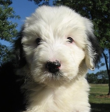 Sheepadoodle Puppy Old English Sheepdog Standard Poodle Hybrid 