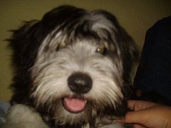 Close up head shot - A longhaired black with white and grey Shelchon is looking forwrd. Its mouth is open. It looks like it is smiling and a person is touching its side. The dog has a beard and a mustache