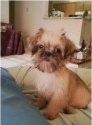 Close up - A small tan with white and black Shiffon puppy is sitting on a bed, it is looking forward and its head is slightly tilted to the right.