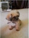 A tiny tan with white and black Shiffon puppy is sitting on a carpet and it is looking to the right.