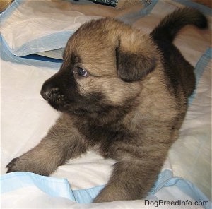 Front view - A tan with black Shiloh Shepherd puppy is laying on a pile of pee pads looking to the left.