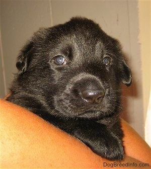 Close up front view - A shiny coated, small, young black Shiloh Shepherd puppy is laying over the arm of a person.
