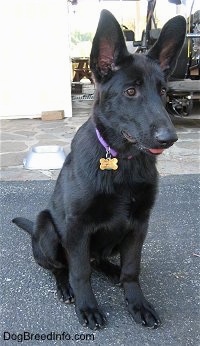 A black Shiloh Shepherd puppy is sitting on a blacktop surface. Its mouth is open, tongue is slightly out and it is looking to the right. It has short hair and large perk ears.