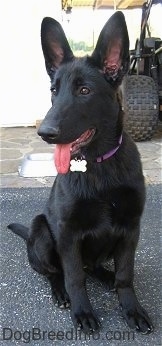 A black Shiloh Shepherd puppy with big tall perk ears is sitting on a blacktop surface, it is looking to the left, its mouth is open and its tongue is out.