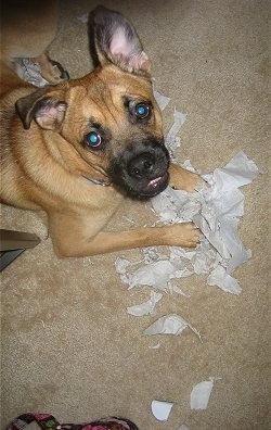 Top down view of a tan with black Shug dog that is laying across a carpet surface and in front of it is a pile of chewed up paper. The Shug is looking up. One of its ears is up and the other is flopped over.