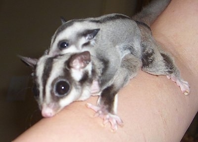 Information On Sugar Gliders