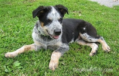The right side of a black with white and tan Texas Heeler that is laying across a field. It is looking forward and it is panting. The dog has a black nose and its ears fold over.