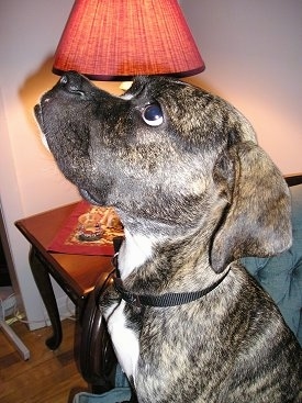 Close up - The left side of a dark brown brindle with white Valley Bulldog that is looking up. The dog has dark eyes and a black nose.