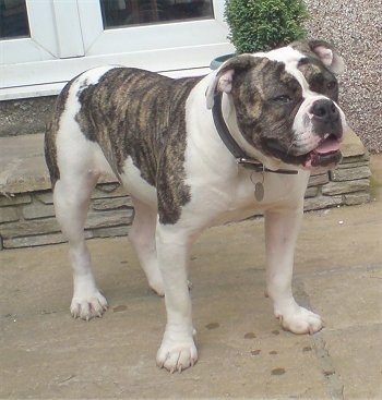 The front right side of a wide chested, brown brindle and white Victorian Bulldog that is standing on a stone porch, it is looking to the right, its mouth is open and its tongue is sticking out. It has a big black nose and black lips. The dog is squinting it eyes.