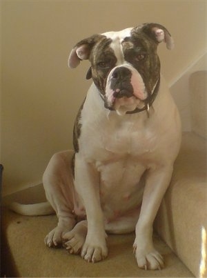 A wide chested, brindle and white Victorian Bulldog is sitting across a carpeted step, it is looking forward and its head is slightly tilted to the left. It has a big black nose, a pushed back face and black lips.