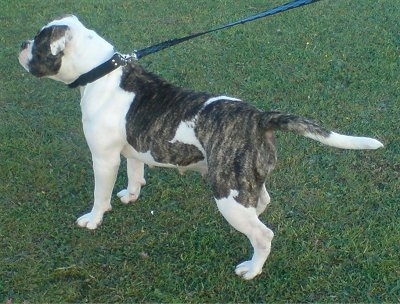 The back left side of a brindle and white Victorian Bulldog that is standing across a grass surface, it is looking back and to the left. Its long tail is level with its body.