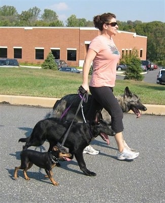 Lady leading three dogs in a walk