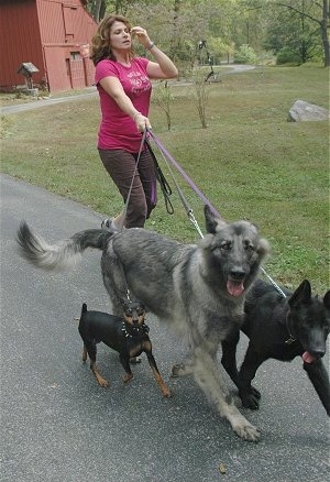 A pack of 3 dogs pulling a woman down the street.