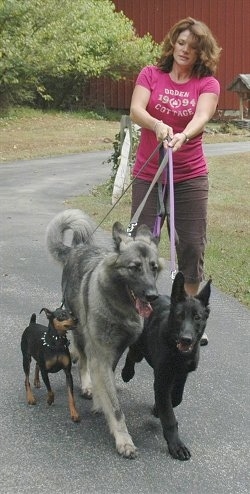 Three Dogs are pulling a lady in a hot pink shirt across a walkway.