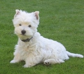 The front left side of a sitting West Highland White Terrier that is in grass. The puppy looks very soft and pure white. It has small perk ears, a black nose and small black eyes.
