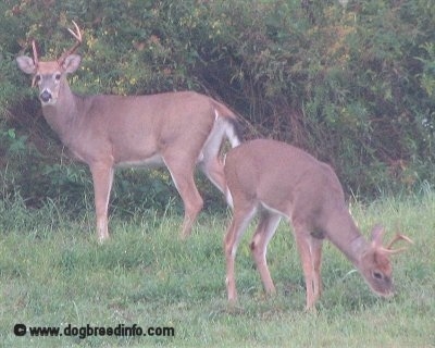 A Couple of White Tail Deer