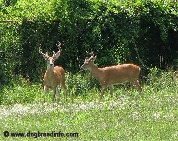 Two buck standing on grass