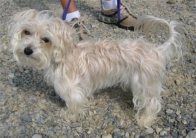 Right Profile - Emma the Bichon Yorkie standing on a gravel top