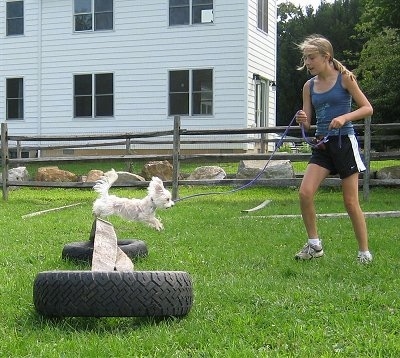 The right side of a white Yo-Chon that is jumping over a piece of wood and it is being led by a girl