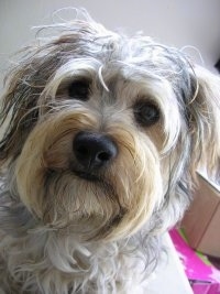 Close up head shot - A tan with black Yorkipoo dog sitting on a bed and it is looking forward. It has wide round black eyes and a big black nose. Its coat looks scruffy.