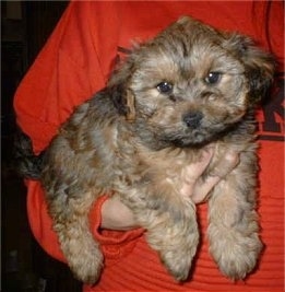 A brown with black Yorkipoo puppy being held in the air by the arm of a person in an orange shirt. It has a thick wavy coat, brown eyes and a black nose. Its ears are set wide apart on the sides of its head and hang down to the sides. It has an egg shaped head.