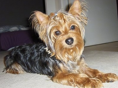 Yorkshire Terrier Puppies on Siu Pao  The 1 Year Old Male Yorkshire Terrier