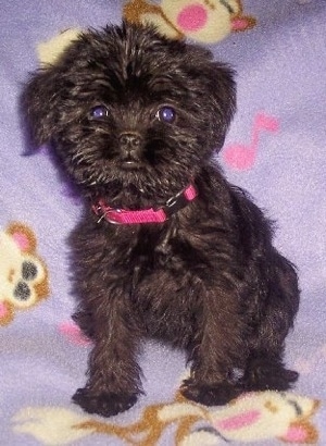 A Black Affenhuahua puppy sitting on a blanket that has monkeys all over it.