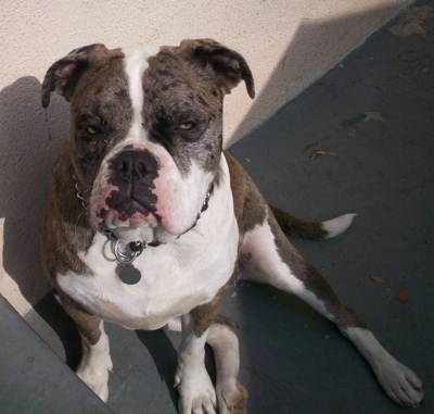 Alapaha Blue Blood Bulldog sitting with its back against the wall