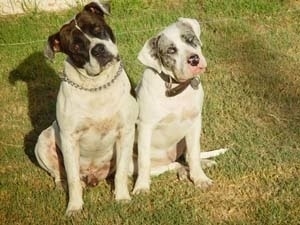 Two Alapaha Blue Blood Bulldogs are sitting on the grass and there head is tilted to the right