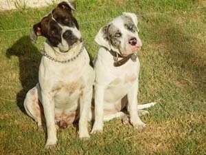 Alapaha Blue Blood Bulldogs - Courtesy of Alapaha Connection Kennels