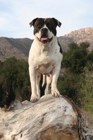 A white with black Alapaha Blue Blood Bulldog is standing on a tree stump on a cliff.