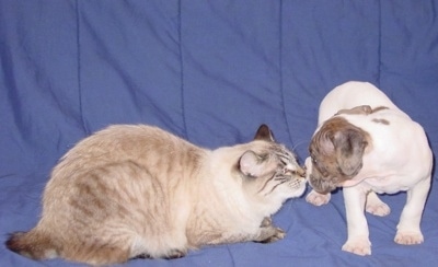 An Alapaha Blue Blood Bulldog puppy is standing on a blanket, face to face with a cat