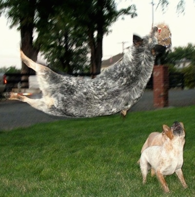 http://www.dogbreedinfo.com/images21/AmazingDogsAustralianCattleDogBlueHeelerSpike.jpg