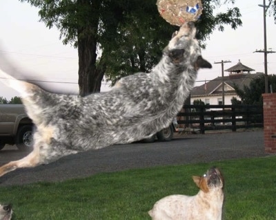 Spike the Australian Cattle Dog is sideways high in the air catching a ball with a second dog watching from the ground.