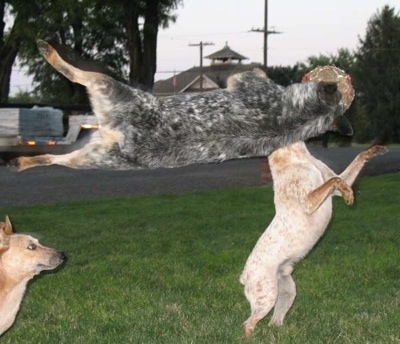 Spike the Australian Cattle Dog is sideways high up in the air catching a ball as another dog is on its hind legs on the ground aiming at the ball and a third dog watches.