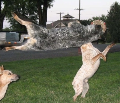 Blue Heeler  on Spike The Australian Cattle Dog  Blue Heeler  Jumping To Catch The