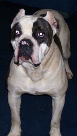 A white with black American Bulldog is standing on a blue carpet and it is looking forward.