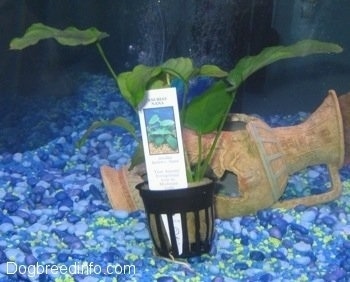 An Anubis Nana plant with the tag still with the plant in front of a broken vase in a fish tank with blue, teal, light blue and yellow gravel