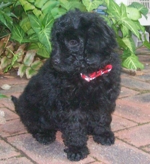 Labradoodle Puppies on This Is Jet The Australian Labradoodle Puppy At 13 Weeks Old He Was