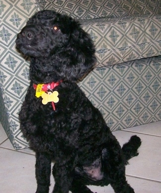 The front left side of a black Australian Labradoodle puppy that is sitting in front of a couch. It is looking up and to the left.