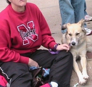 A tan with black Golden Retriever/Australian Shepherd is laying on a sidewalk next to a person wearing a Nebraska Cornhuskers sweat shirt.