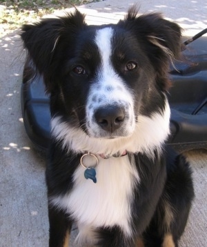 Close up - A black and white with brown Australian Shepherd is sitting on a sidewalk in front of a basketball hoop